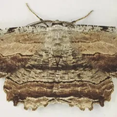 Common Lytrosis Moth thumbnail 3