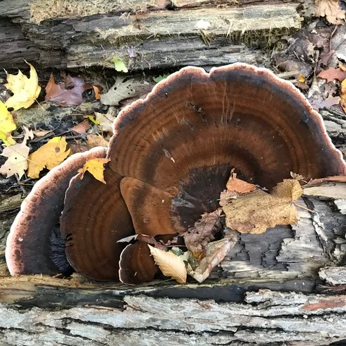 Resinous Polypore