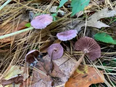 Gymnopus iocephalus thumbnail 2