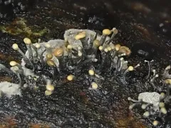 Trichoderma flavipes thumbnail 1