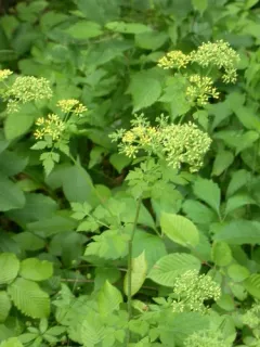Chapman's meadow-parsnip thumbnail 2
