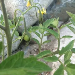 tomato thumbnail 3