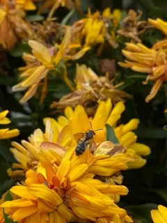 Quebec Sweat Bee thumbnail 2