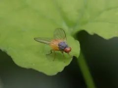 Palloptera claripennis thumbnail 2