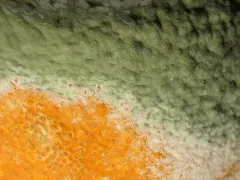 citrus green mold thumbnail 3