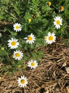 Corn Chamomile thumbnail 2