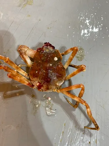 Hyas alutaceus