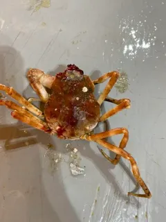 Hyas alutaceus thumbnail 1