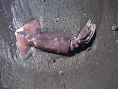 Humboldt Squid thumbnail 3