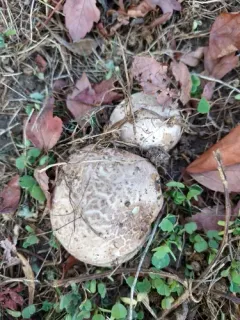 Calvatia fragilis thumbnail 2