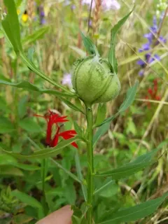 Asphondylia autumnalis thumbnail 3
