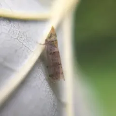 Japanese Maple Leafhopper thumbnail 3