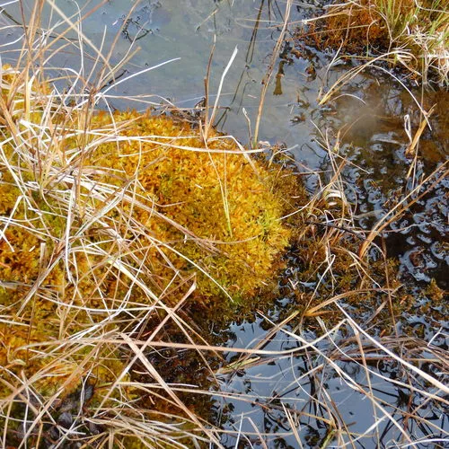 Golden Fuzzy Fen Moss