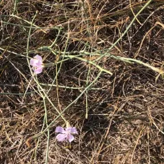 rush skeletonplant thumbnail 3
