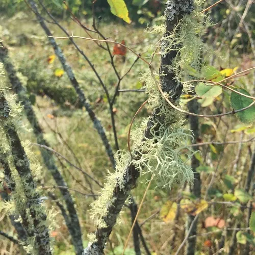 Boreal Oakmoss