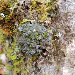 Blue Felt Lichen thumbnail 2