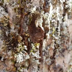 Peppered Moon Lichen thumbnail 2