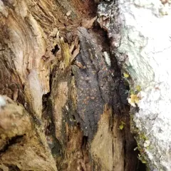 Brown-gray Moss-shingle Lichen thumbnail 3