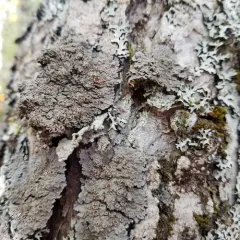 Big brown-eyed shingle thumbnail 2