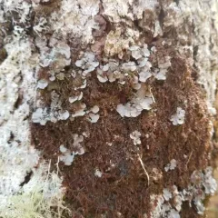 Salted Shell Lichen thumbnail 2