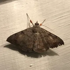 Velvetbean Caterpillar Moth thumbnail 2