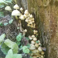 Sulphur Tuft thumbnail 3