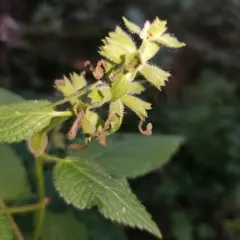 Coastal Hedge-nettle thumbnail 3