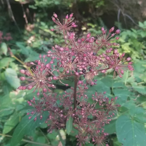California Spikenard