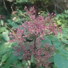 California Spikenard thumbnail 1