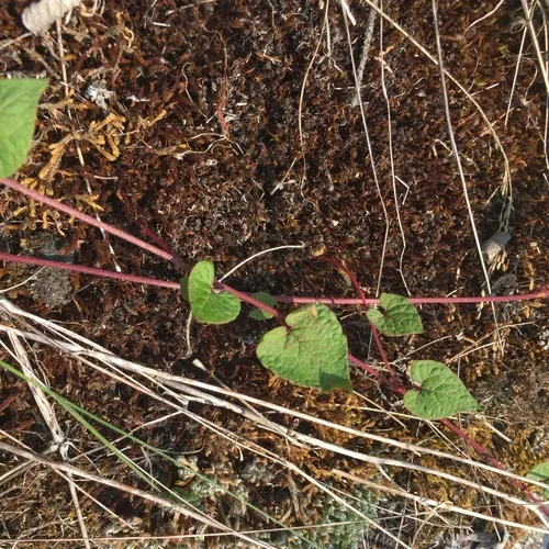 fringed black bindweed