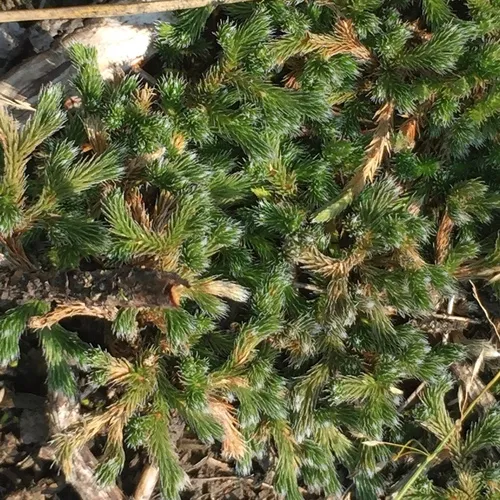 rock spikemoss