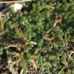 rock spikemoss thumbnail 1