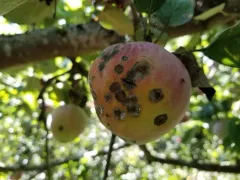 Apple Scab thumbnail 2