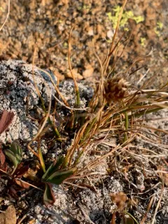 Engelmann's Sedge thumbnail 3
