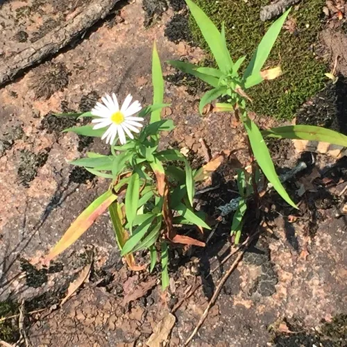 northern bog aster