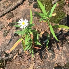 northern bog aster thumbnail 1