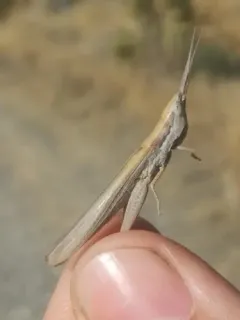 Pale Toothpick Grasshopper thumbnail 4