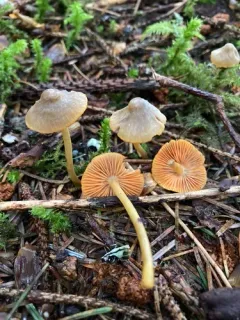 Goldenedge bonnet thumbnail 2