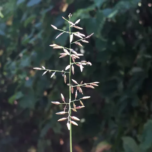 Little Lovegrass