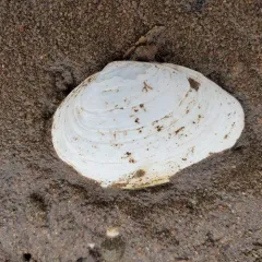 Soft-shelled Clam thumbnail 4