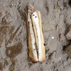 Atlantic Jackknife thumbnail 3