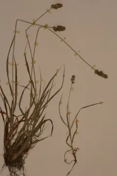Glomerate Sedge thumbnail 2