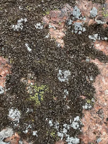 Powdered Camouflage Lichen