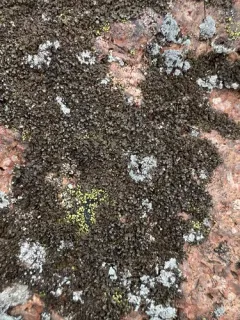 Powdered Camouflage Lichen thumbnail 1