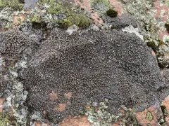 Boreal Single-spored Map Lichen thumbnail 2