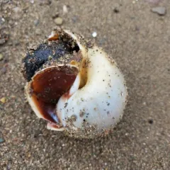 Northern Moonsnail thumbnail 3
