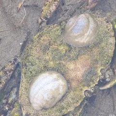 Common Atlantic Slippersnail thumbnail 3