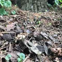 Beaked Earthstar thumbnail 2