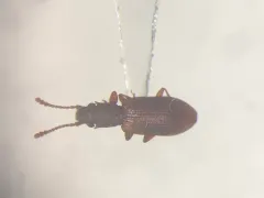 Silvanoprus angusticollis thumbnail 2