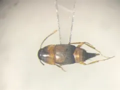 Sepedophilus littoreus thumbnail 3